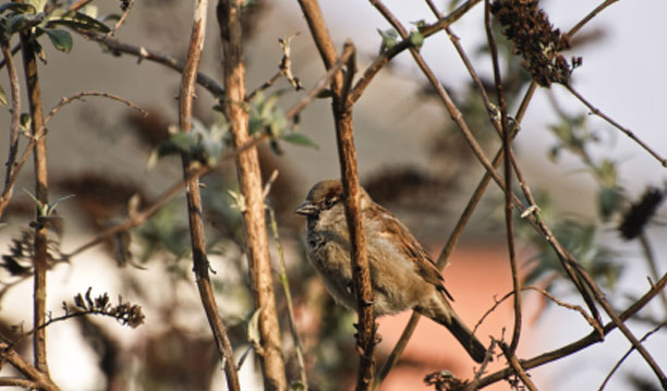 Bird netting