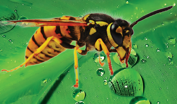 Direct Pest wasp control services